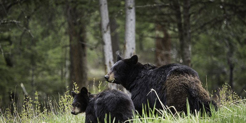 Park rangers use technology tools to help conserve wildlife