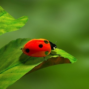 May lesson Spotlight 2023: A picture of a ladybug on a leaf representing an Ozobot challenge. Students create a ladybug exhibit at a zoo